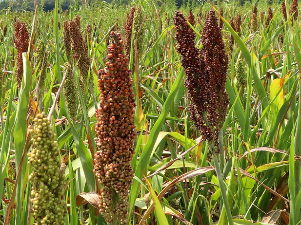 Millet